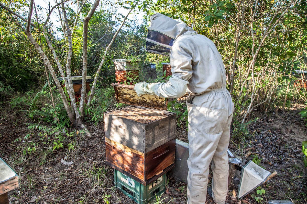 Beekeeper examining a frame during inspection