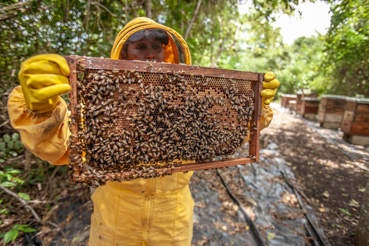 Beekeeper working with hives in the field