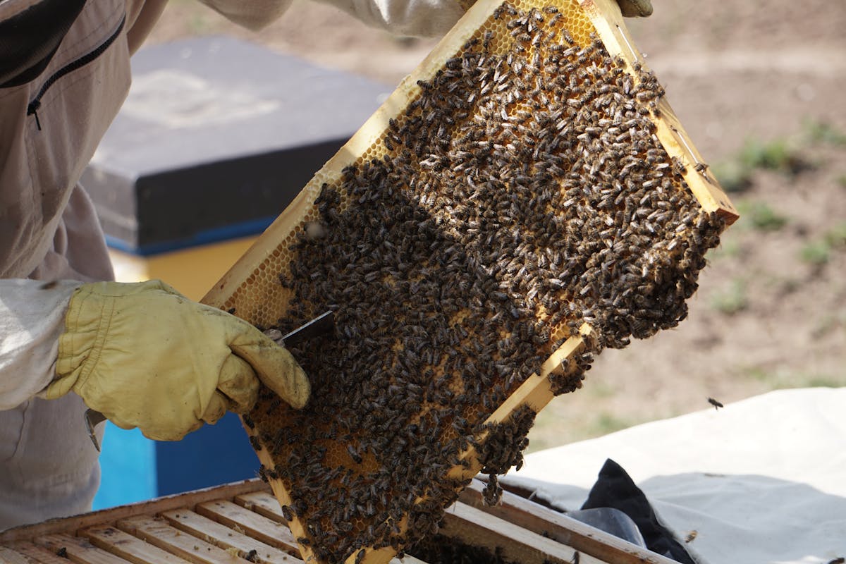Beekeeper inspecting a hive frame