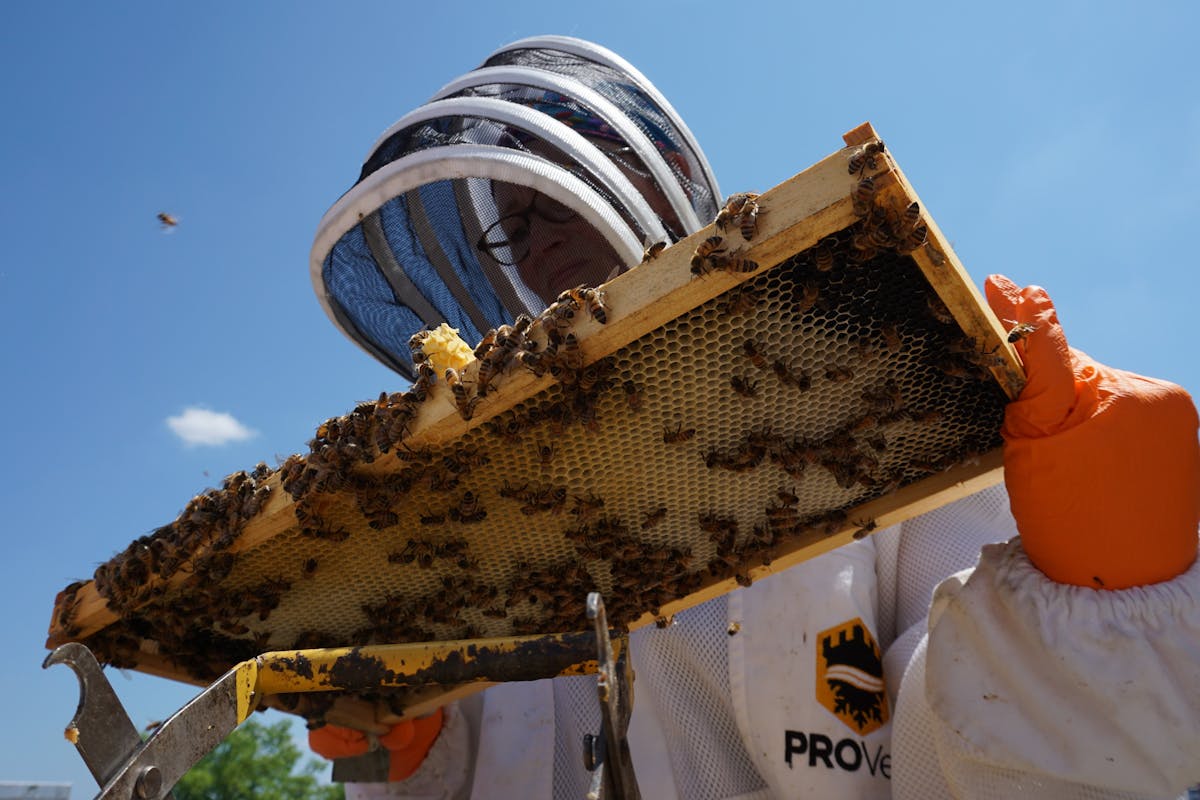 Beekeeper working hives in the apiary with a phone chest harness
