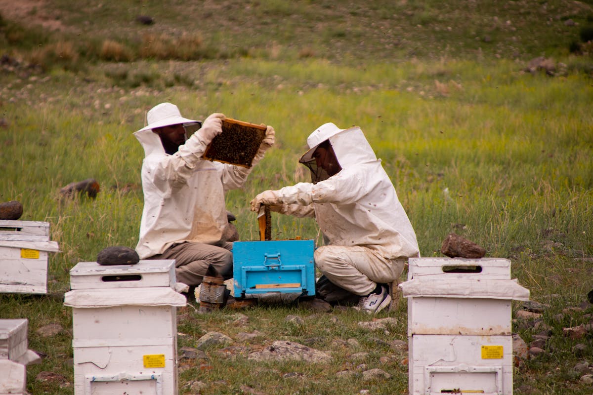 Beekeepers in protective gear