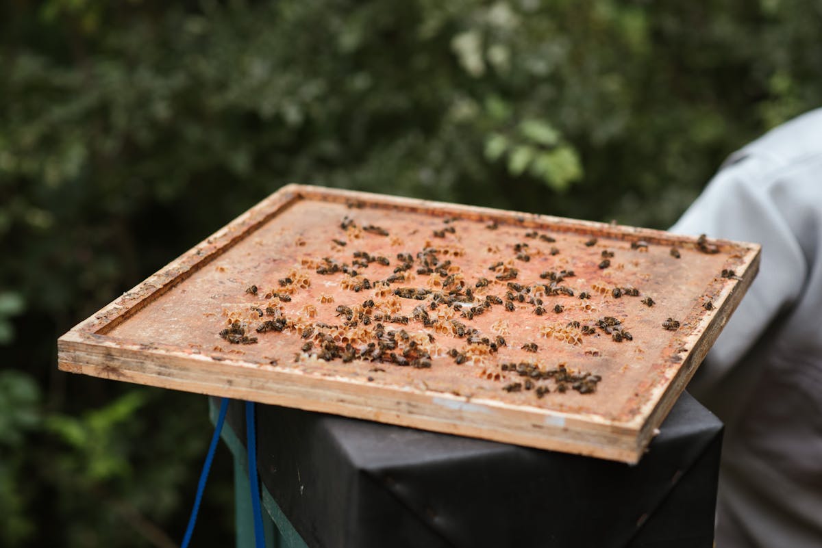 Bees working on comb inside a hive