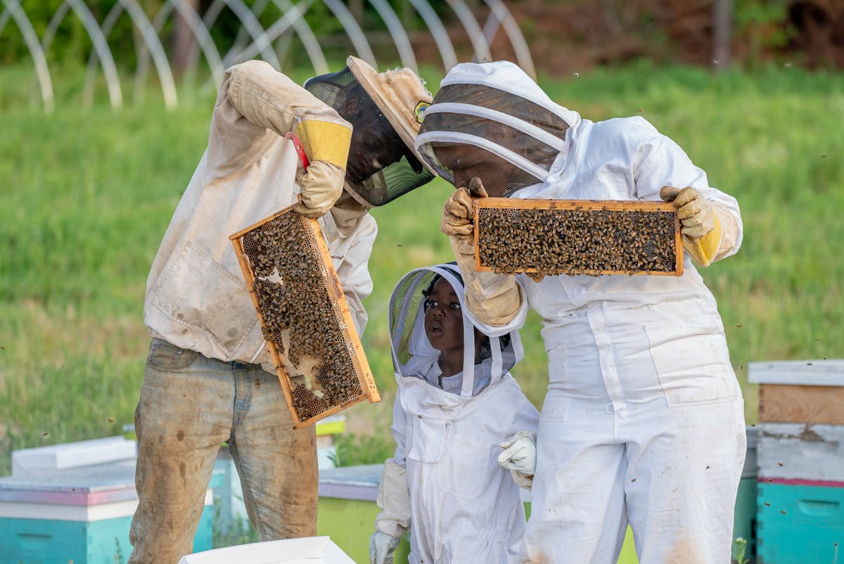 Beekeepers installing new bees